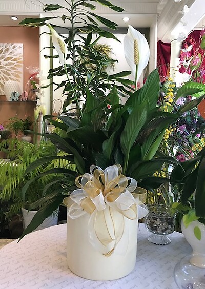 Large Peace Lily